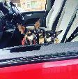 A VW T5 Campervan called Bodhi-1122 and for hire in Windsor, Berkshire