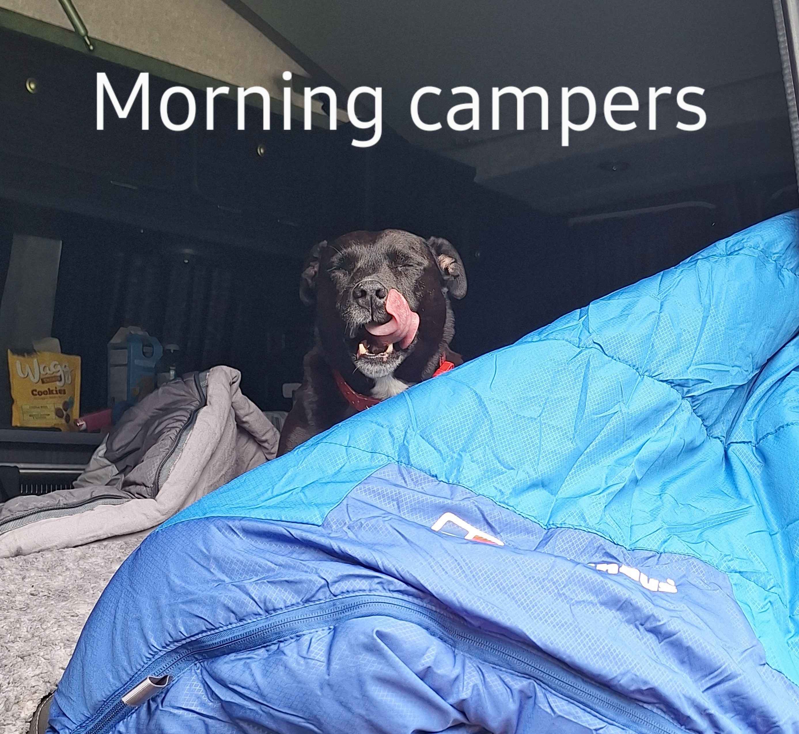 A VW T5 Campervan called Betsiebug and for hire 