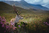 A Benimar Motorhome called Beni and Welcome to the Scottish Highlands for hire in Keith, Moray